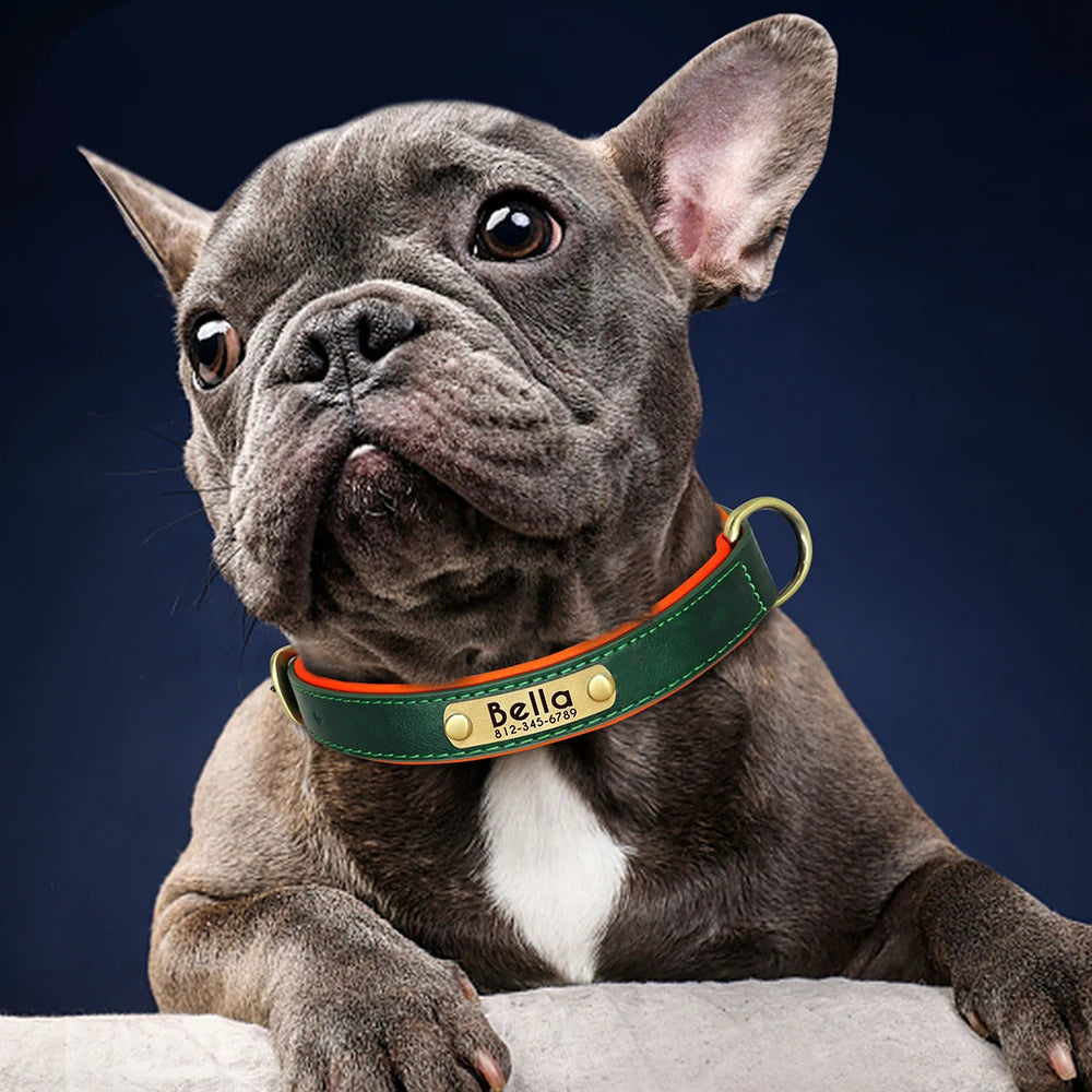Personalized Padded Leather Dog Collar with Engraved Nameplate