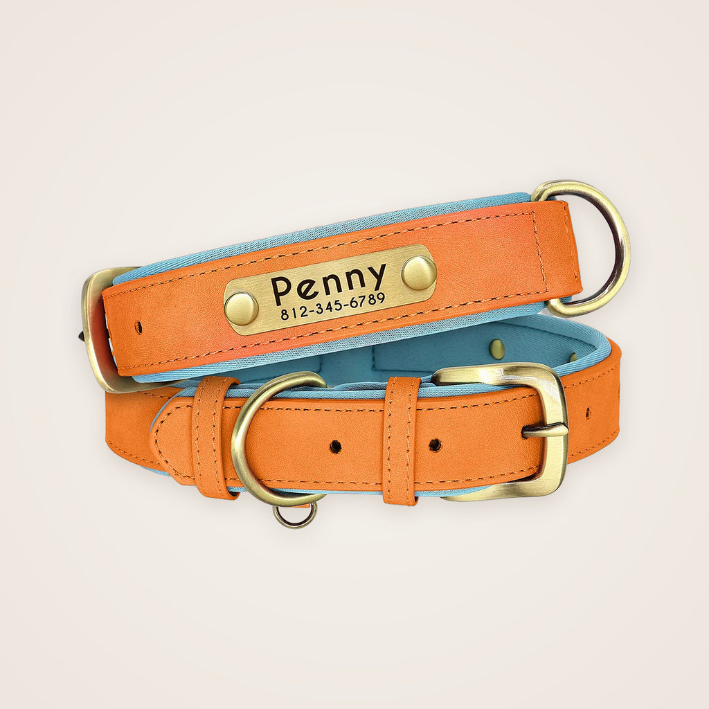 Orange padded leather dog collar with engraved nameplate